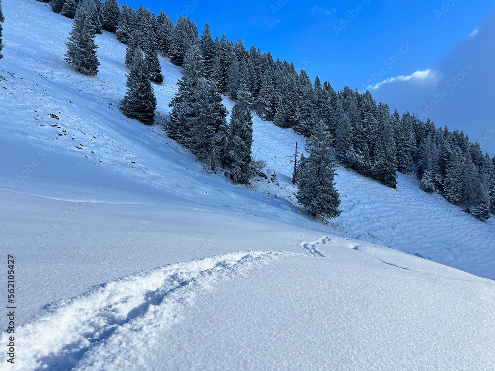 Obraz premium Wonderful winter hiking trails and traces over the Lake Walen or Lake Walenstadt (Walensee) and in the fresh alpine snow cover of the Swiss Alps, Amden - Canton of St. Gallen, Switzerland (Schweiz)