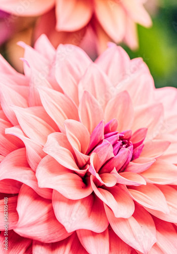 Dahlias In The Flower Borders Of Rousham House Gradens