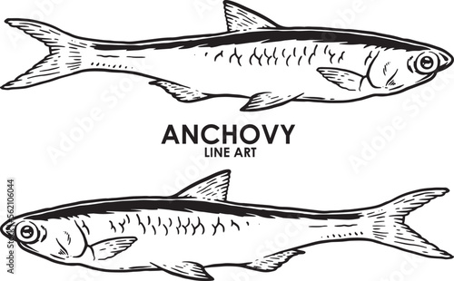 Hand draw vintage anchovy premium vector