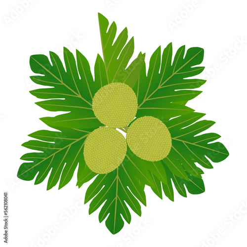 Ripe breadfruit with leaves on a white background.