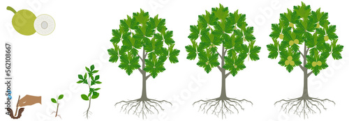 Cycle of growth of breadfruit tree on a white background.