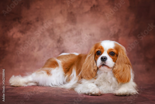 cavalier king charles spaniel dog on a plain brown background