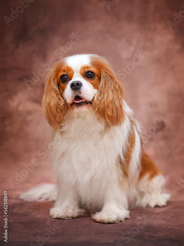 cavalier king charles spaniel dog on a plain brown background