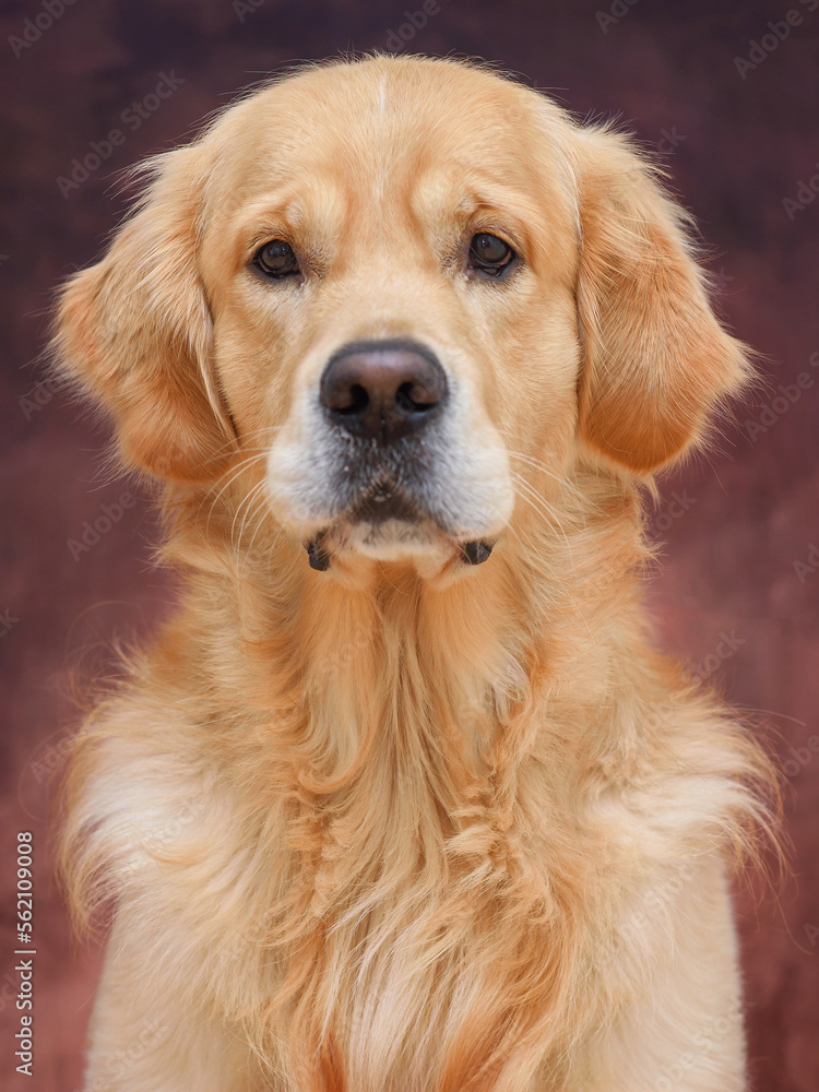 close-up portrait of a Golden Retriever dog in a plain brown background