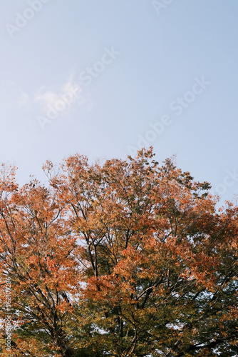日本紅葉風景
