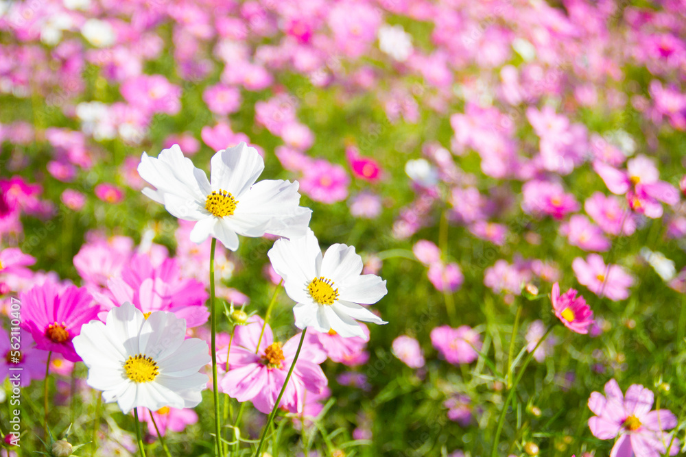 White cosmos flowers blooming beautifully in the garden with pink blur background. White cosmos flowers blooming beautifully in the garden with pink blur background.