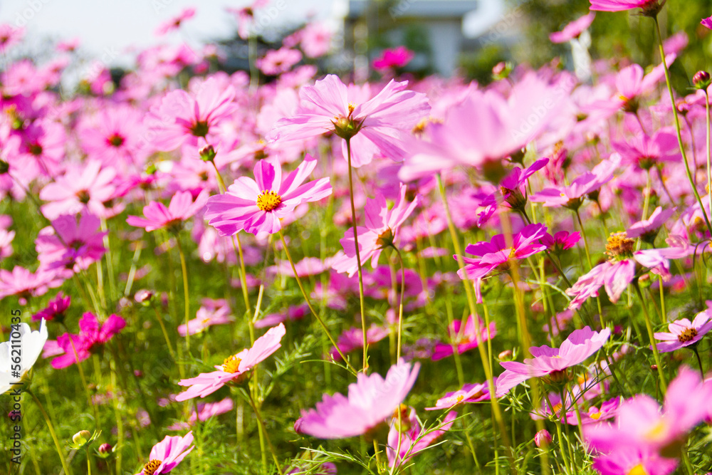 Fototapeta premium pink cosmos flower blooming in the field