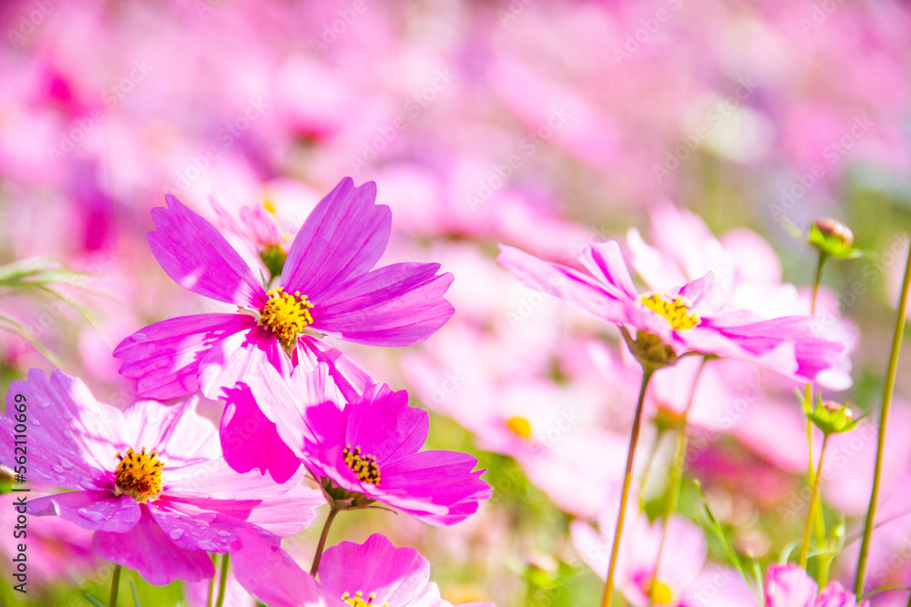 Cosmos pink flowers blooming beautifully in the garden with pink blur background. Cosmos pink flowers blooming beautifully in the garden with pink blur background.