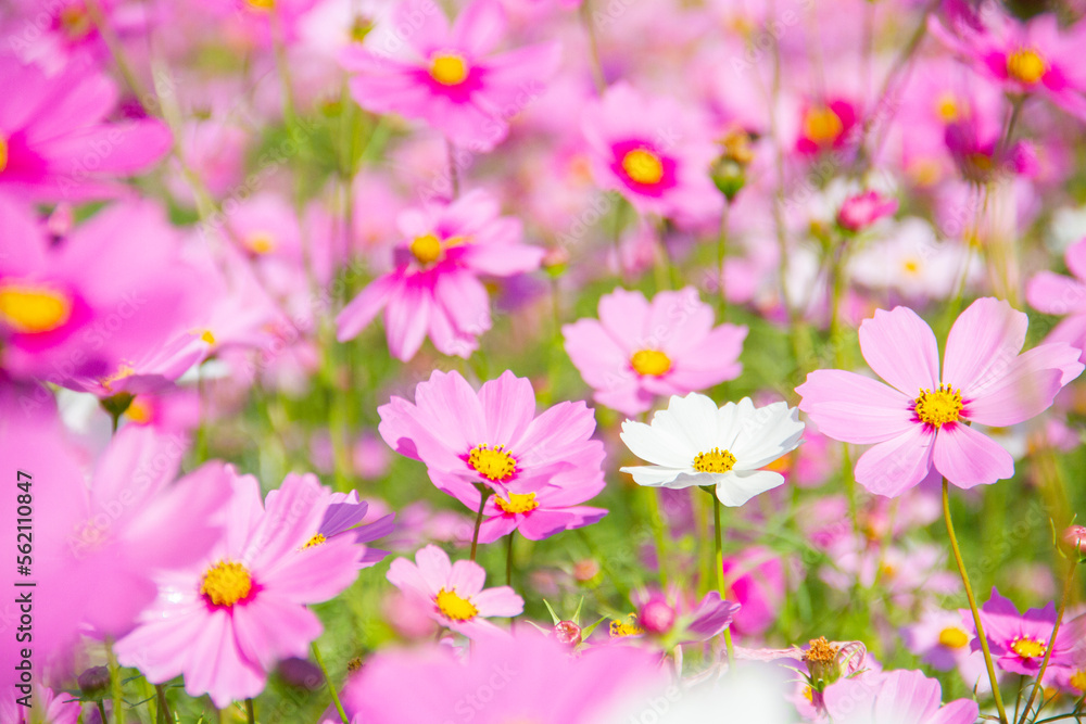 pink cosmos flower blooming in the field. pink cosmos flower blooming in the field.