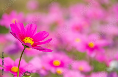 pink cosmos flower blooming on blur backgroud.
