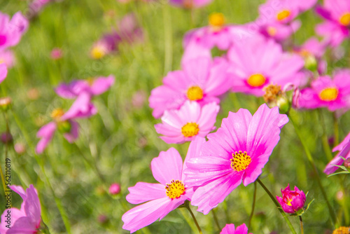 Cosmos pink flowers blooming beautifully in the garden with sot blur background.