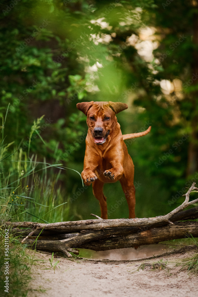 funny rhodesian ridgeback dog jumping over fallen tree log barrier