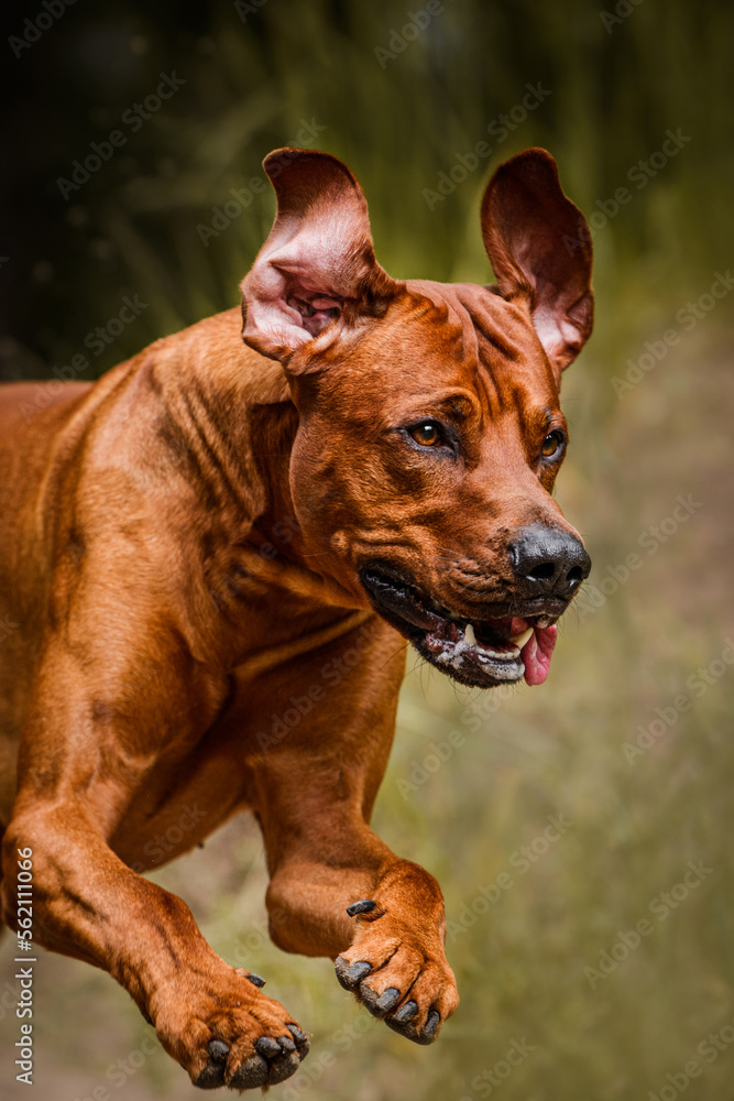 rhodesian ridgeback dog close up portrait running fast