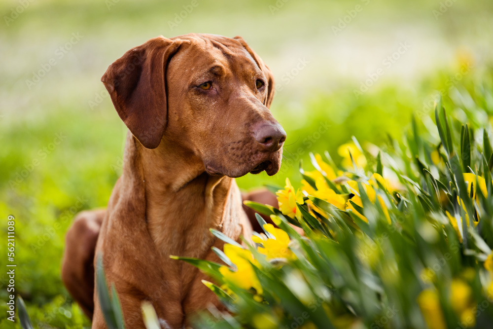 liver rhodesian ridgeback dog portrait in daffodil narcissus field