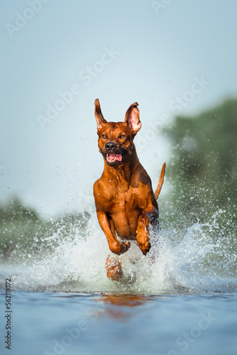 rhodesian ridgeback dog having fun running jumping splashing in water