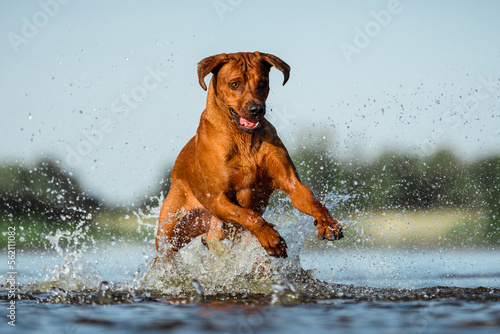 rhodesian ridgeback dog having fun running jumping splashing in water