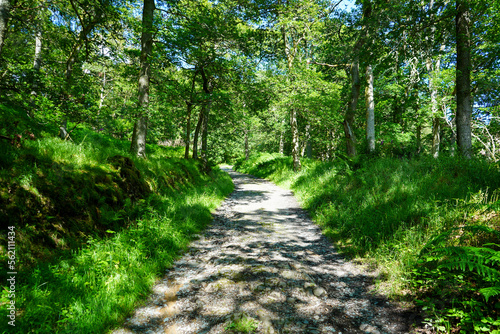 Single track road in the middle of woodland on a summers day