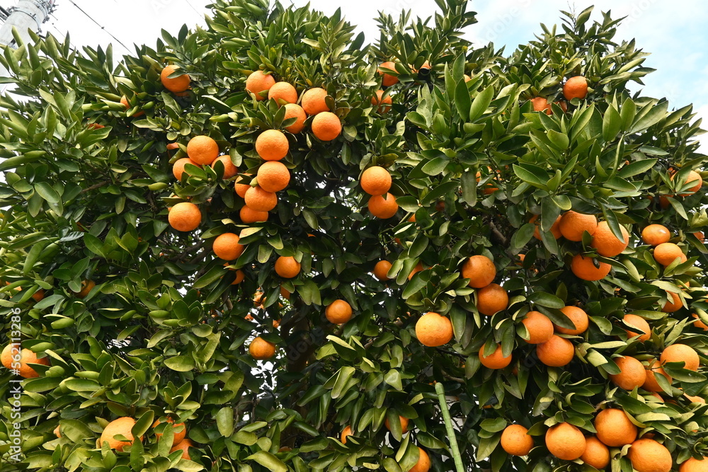 Japanese citrus called 'Iyokan' ( Citrus Iyo ) Harvest.
A type of tangor grown mainly in Ehime Prefecture, Japan.