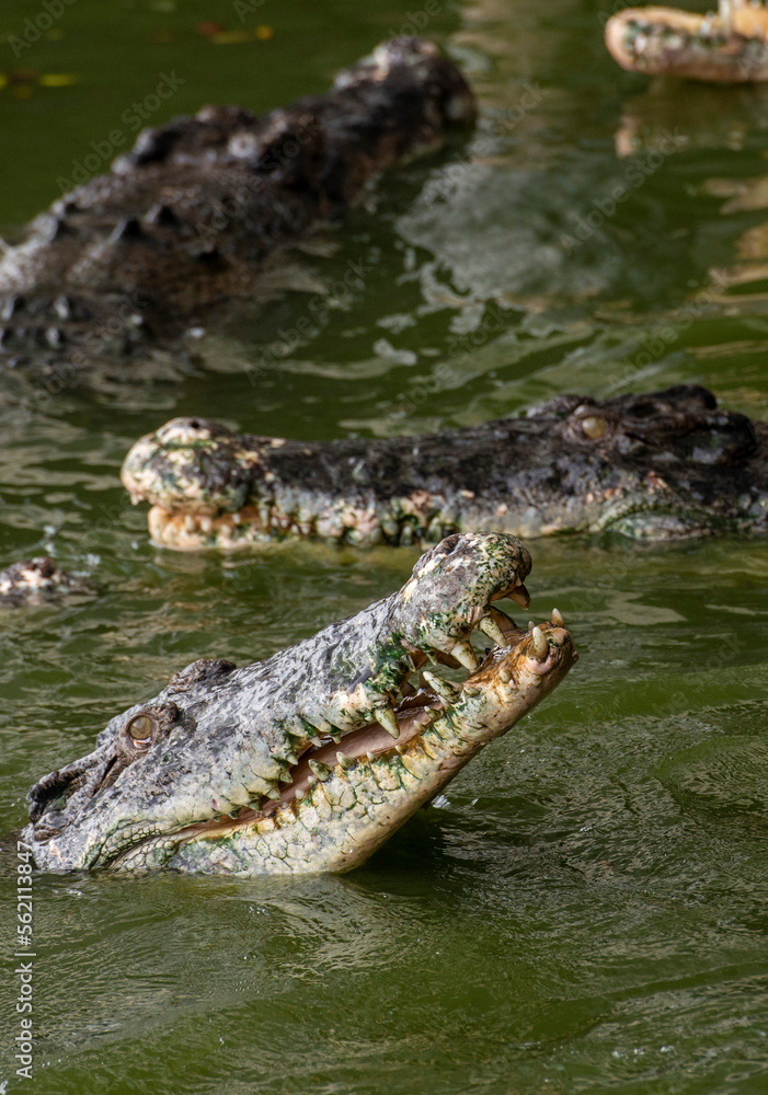 THAILAND PATTAYA CROCODILE FARM THAILAND PATTAYA CROCODILE FARM