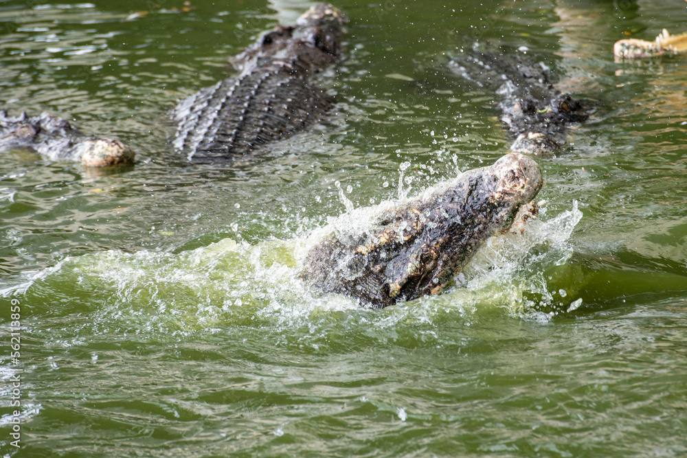 Fototapeta premium THAILAND PATTAYA CROCODILE FARM