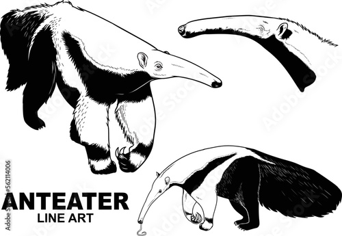 Set of hand draw vintage anteater premium vector photo