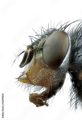 extrem macro 5x, house fly ,Moscarda  Big Fly, bottle fly Calliphora vicina isolated on white background