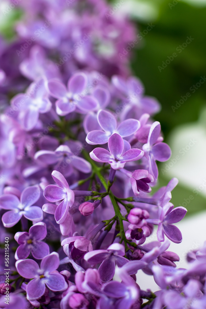 Postcard with purple lilacs. Beautiful spring flowers