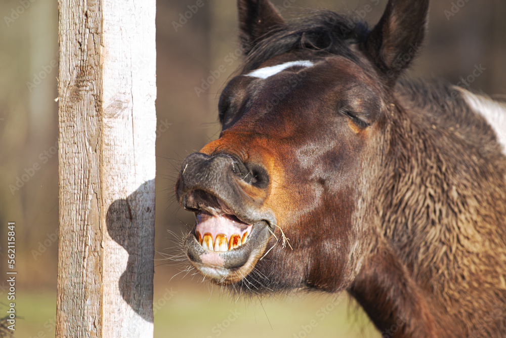 horse sniffs, the horse's head with teeth exposed, laughs Stock Photo