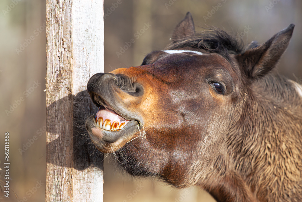 horse sniffs, the horse's head with teeth exposed, laughs Stock Photo