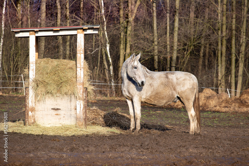 White horse in the mud with hay in the pasture. Forest background, spring, wet winter, hooves in mud problem