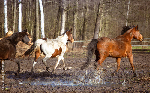 Horses herd in motion on mud  pasture. Spring  winter in the field. White  bay  black