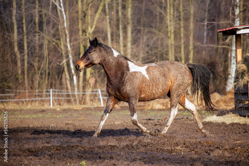 Dirty horse, mud. Trotting on the pasture, spring, hooves in the mud