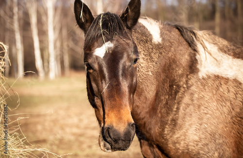 Pied horse portrait. A horse in the mud