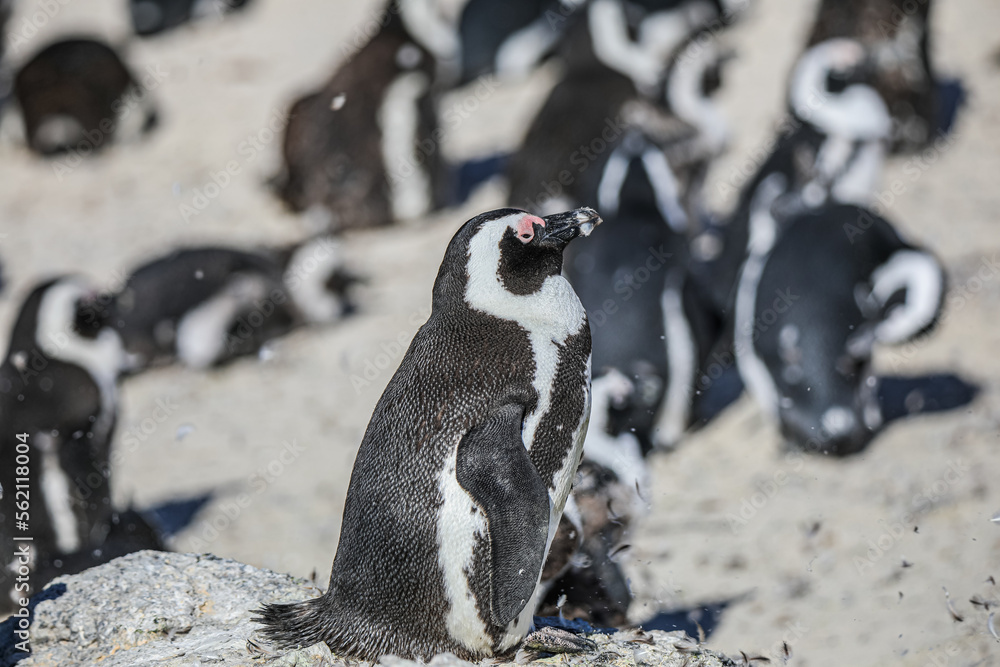 Naklejka premium The Penguins of Boulders Beach