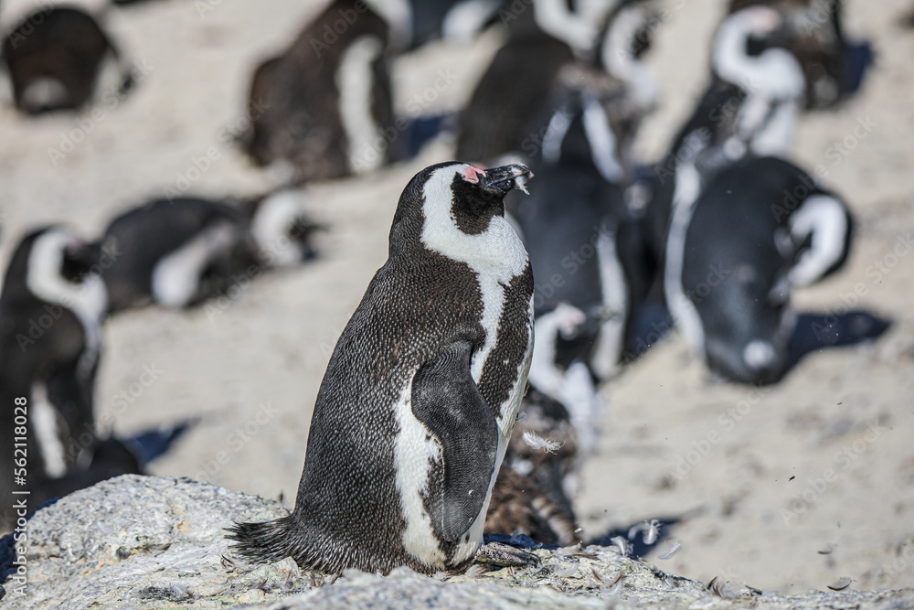 Fototapeta premium The Penguins of Boulders Beach