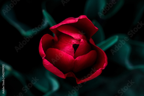 Rote Tulpe © Paul