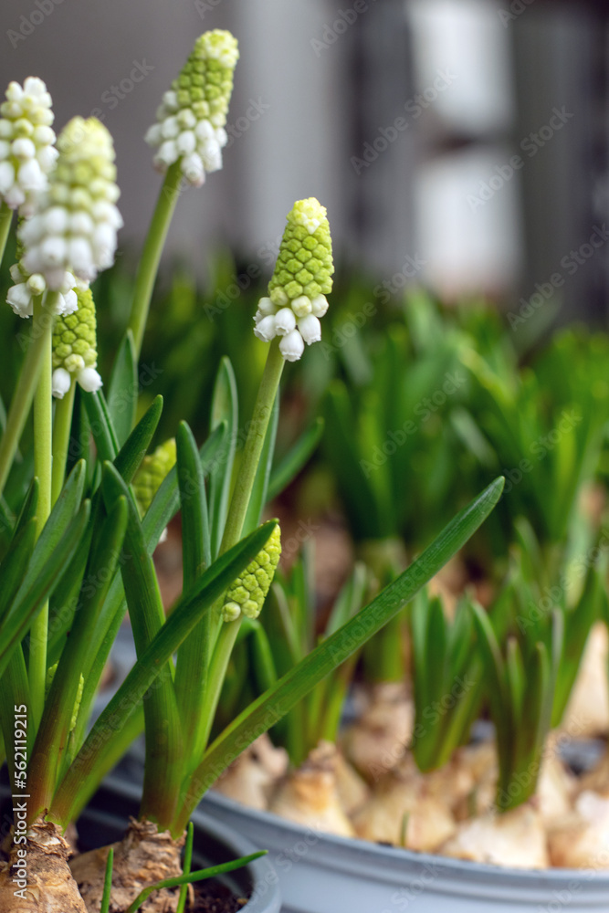 Obraz premium Spring flower mouse hyacinth, selective focus.