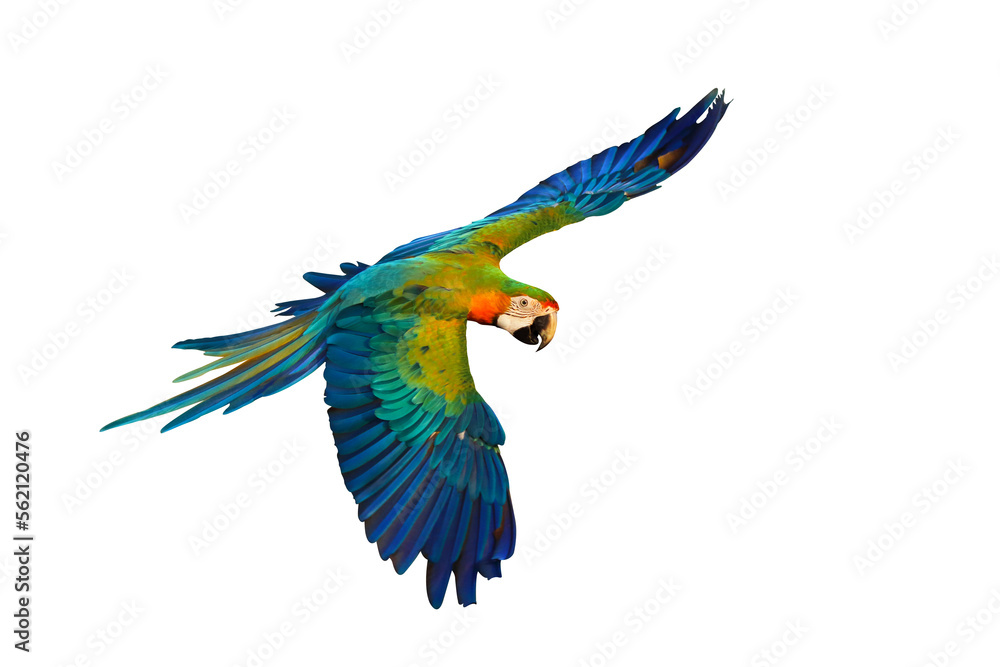 Fototapeta premium Colorful Catalina parrot flying isolated on transparent background png file