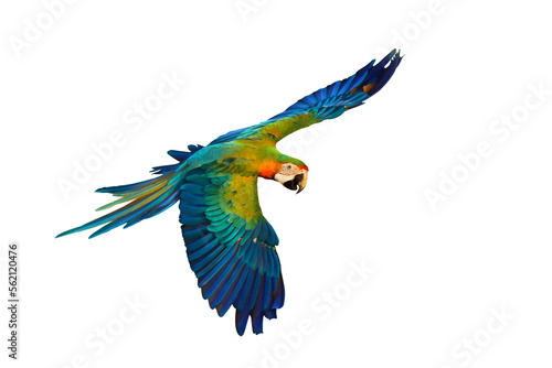 Colorful Catalina parrot flying isolated on transparent background png file  © Passakorn
