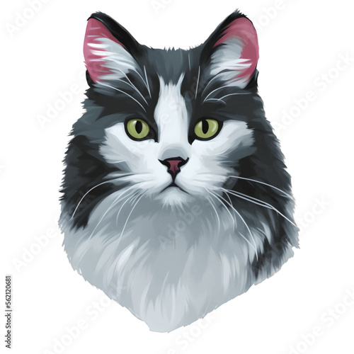 black cat drawn digital painting watercolor illustration