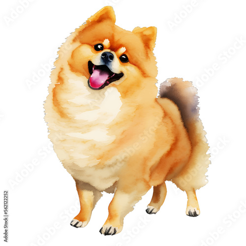 cute pomeranian drawn digital painting watercolor illustration photo