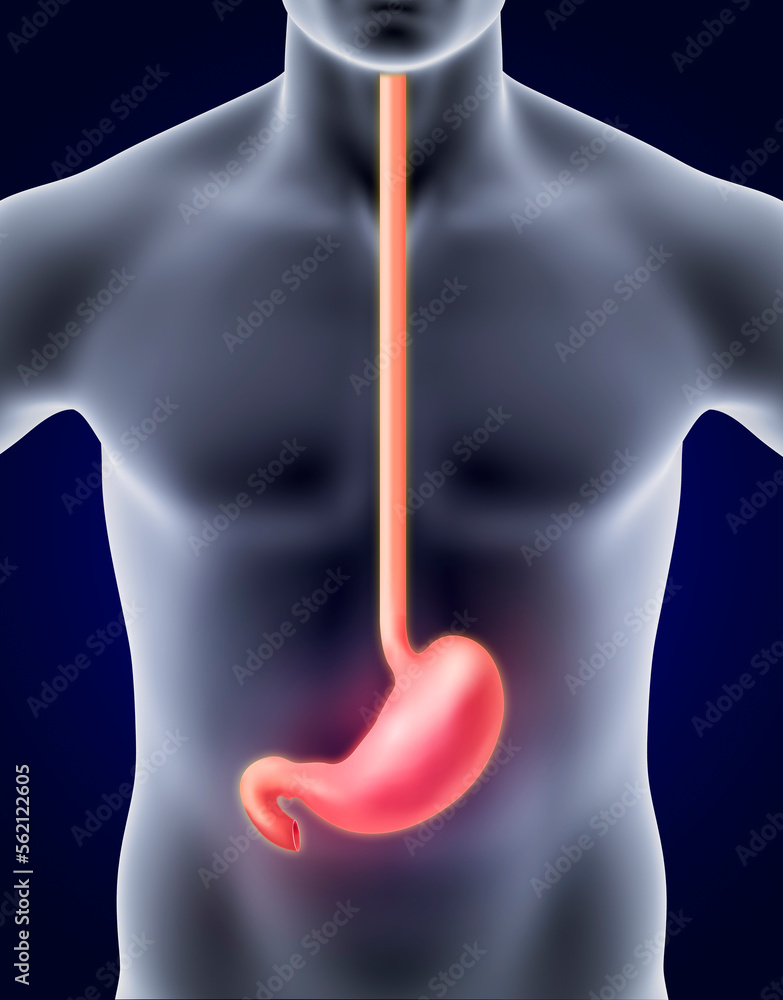 Human anatomy on xray. STOMACH, medical care for stomach problems