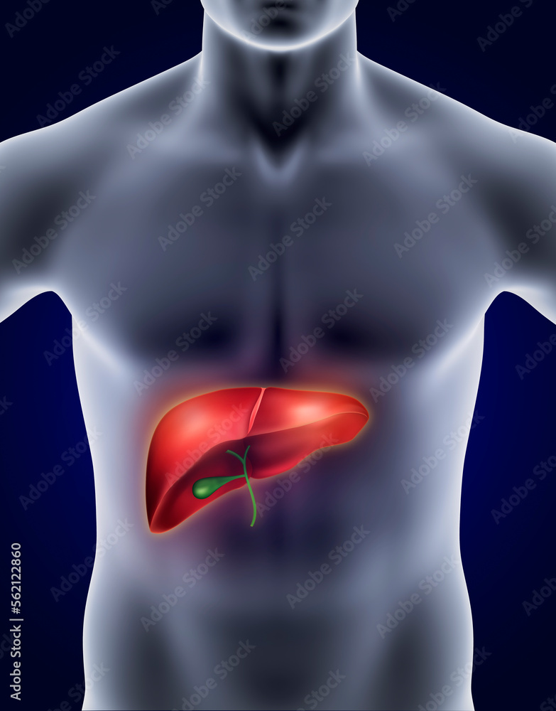 Medical technology. LIVER human organ Hematologist. Examination for the