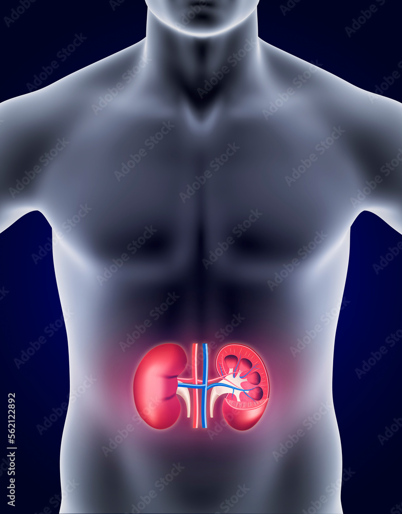 Nephrology, medical care for kidney problems. Kidneys on human anatomy