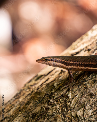 Lézard Scénique des Seychelles