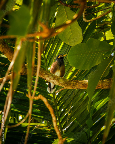 Oiseau commun de Myna - Seychelles