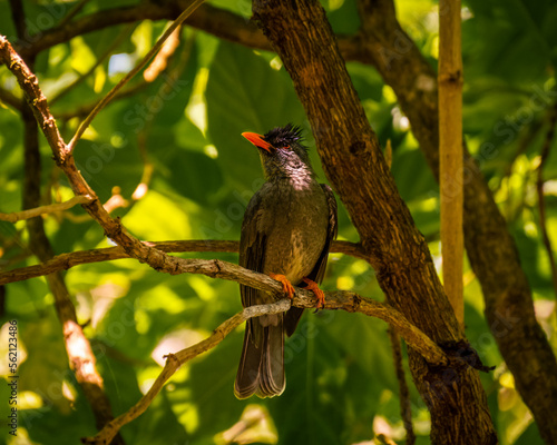 Bulbul Merle - Seychelles