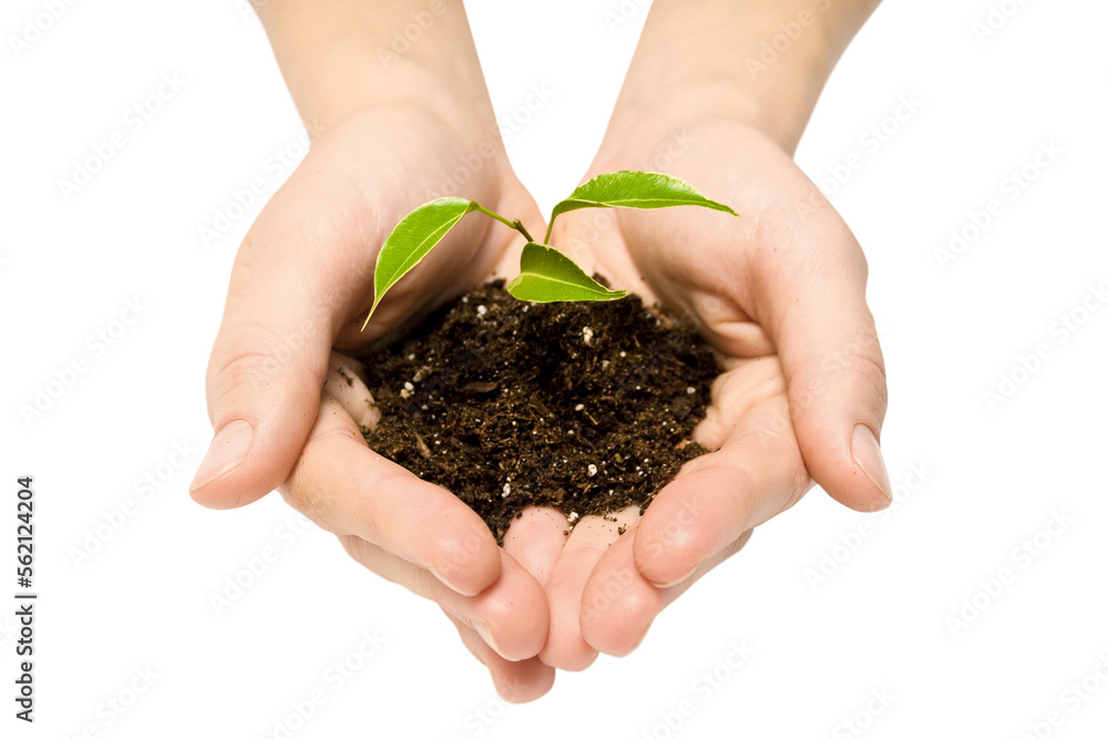 plant plant
