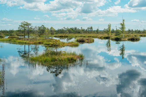 spring landscape in the swamp. small swamp lakes, moss photo