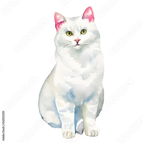 white cat drawn digital painting watercolor illustration